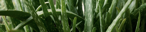 Dobrobiti Aloe vere