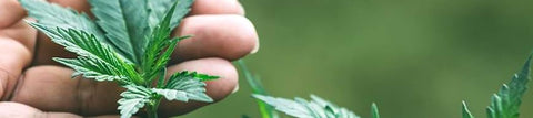 Prednosti kanabidiola - CBD