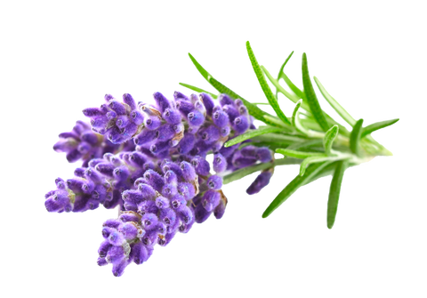 Krema za tijelo, lavanda